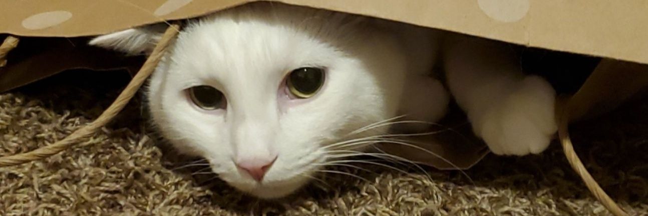catpickles333's profile banner image