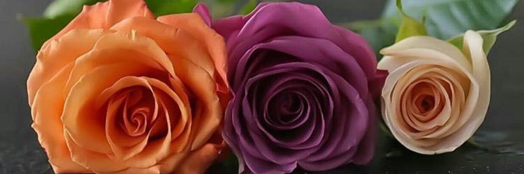 touleen8's profile banner image