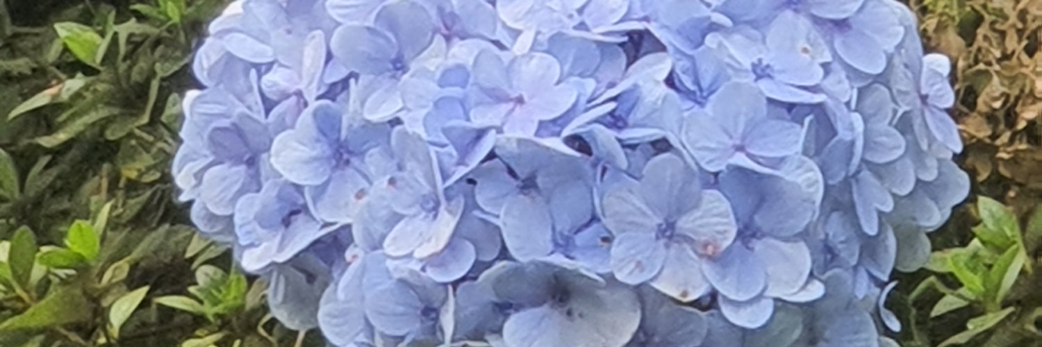 Capesidutra's profile banner image