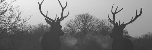 QuirkyHealer's profile banner image