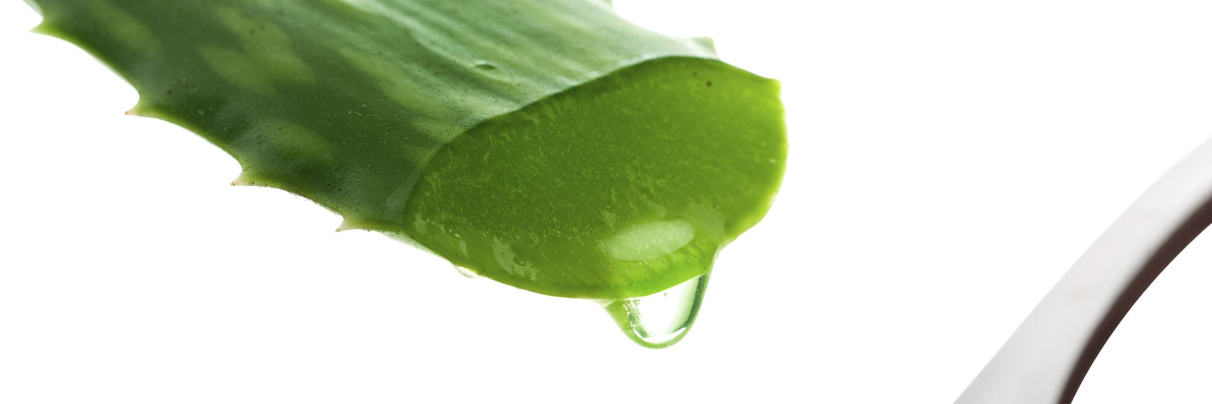 Aloe_Formula's profile banner image