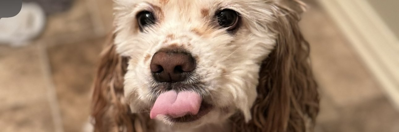 Hallie Knutson 🤍 banner