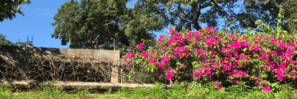 Jocelyn Perry banner