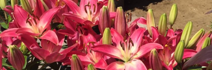 GraceHermick53's profile banner image