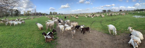 SamGougsa Profile Banner