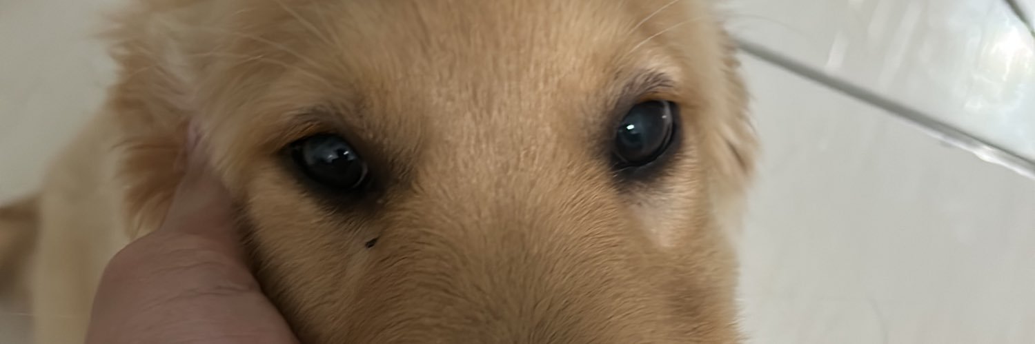 sdluucas's profile banner image