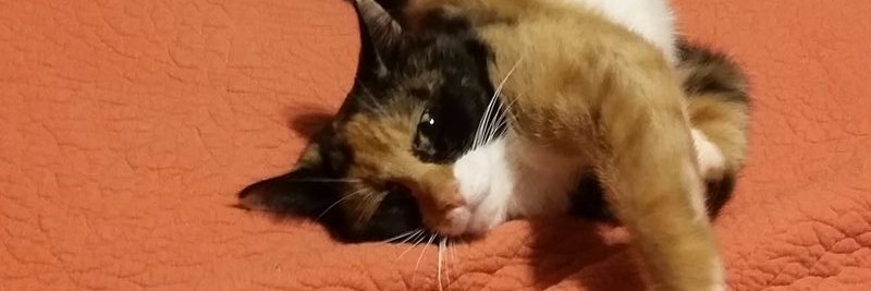 lorirc42409's profile banner image