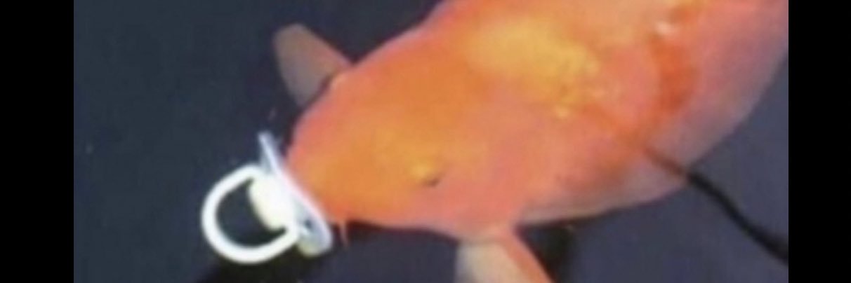 uravgbean's profile banner image