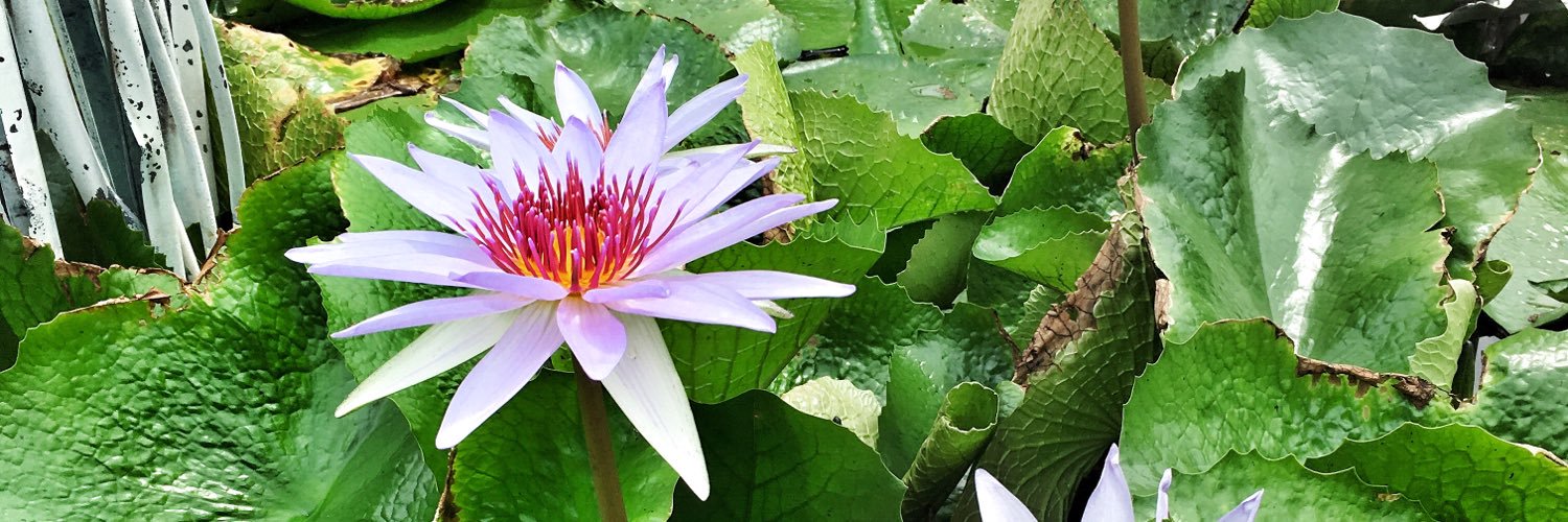 Lynissa Hayes banner