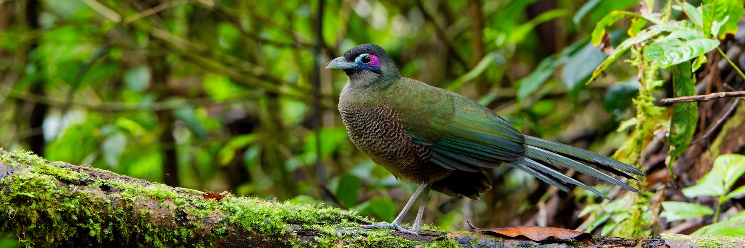 aves_bird's profile banner image
