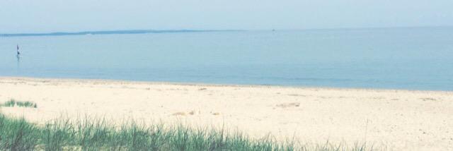 sidney ✾ banner