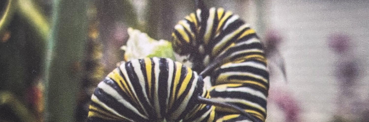 ximenacorrals's profile banner image