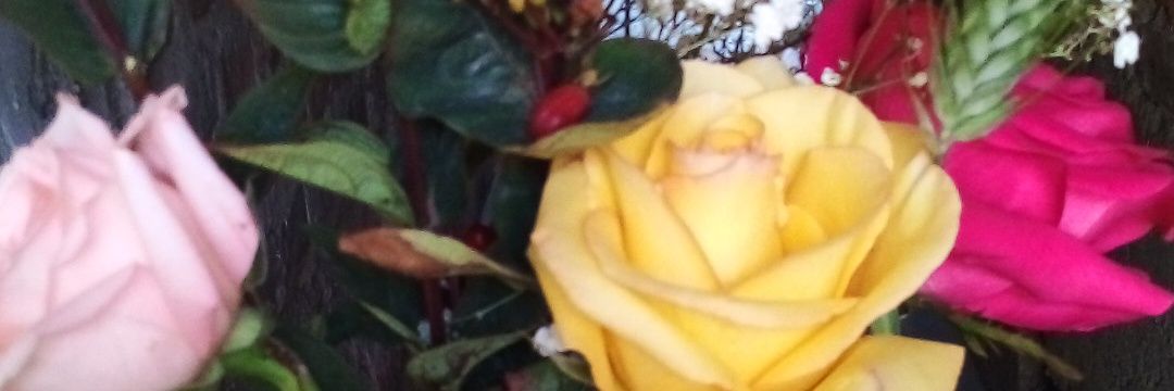 RosaAlexandraVb's profile banner image