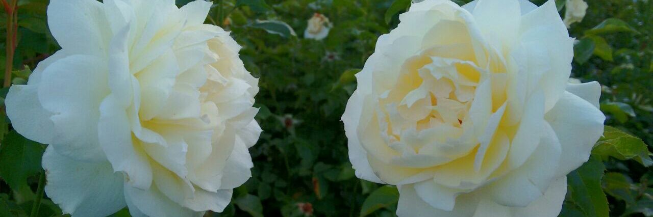 SibauCami's profile banner image