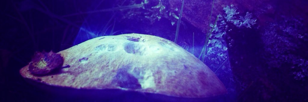 ReefusMoons's profile banner image