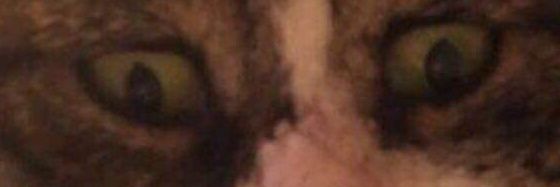Thya banner