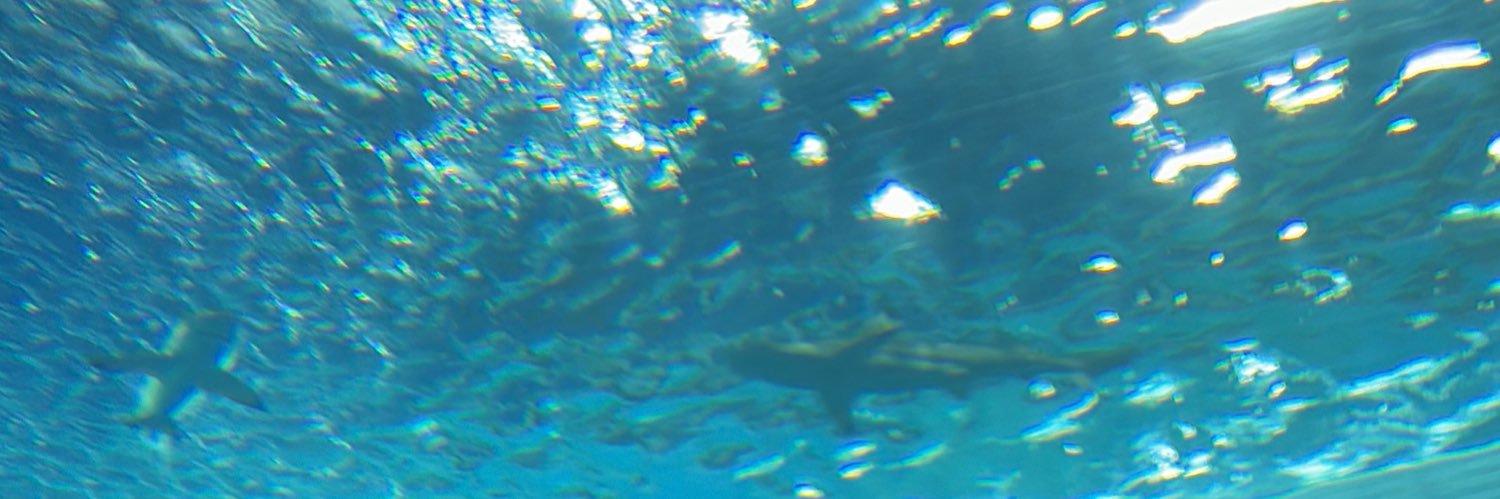 𓆝 𓆟 𓆞 banner