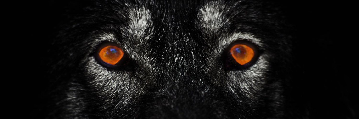 Daisynovan's profile banner image