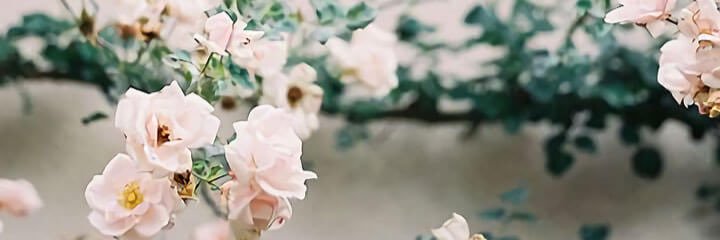 bonatheonly's profile banner image
