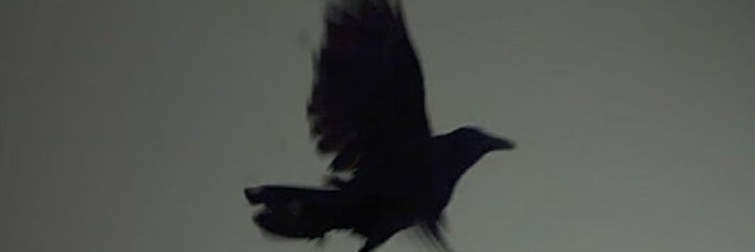 Oziipool's profile banner image