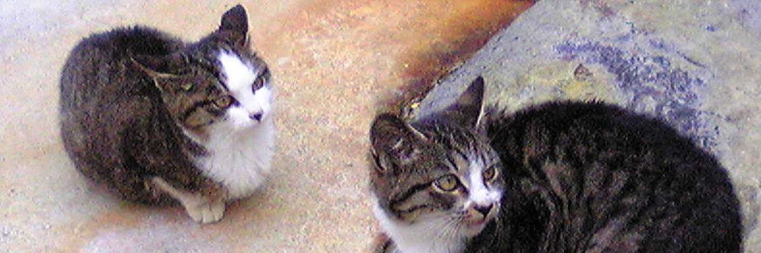ashleyrose0327's profile banner image