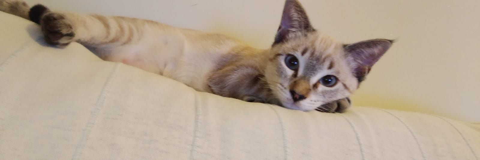 Cat_Mummyy's profile banner image