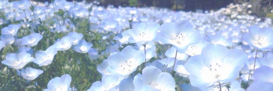 nini11488's profile banner image