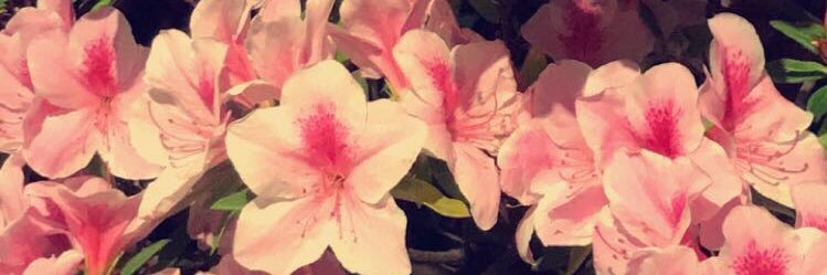 OctaviaPinzon's profile banner image