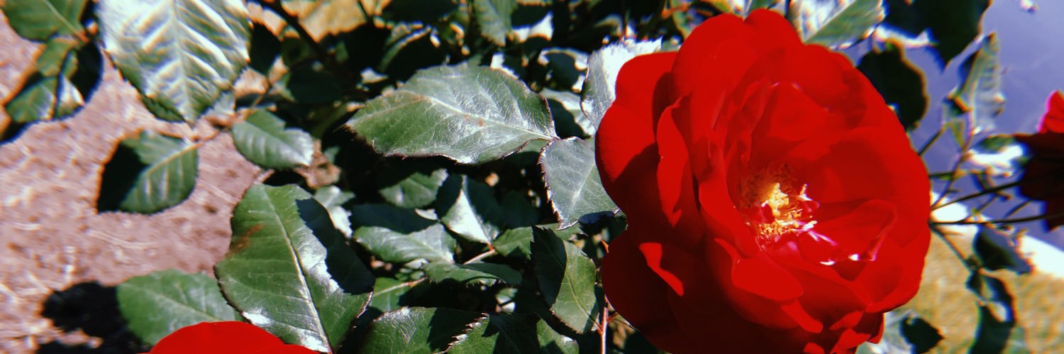 noooozz's profile banner image