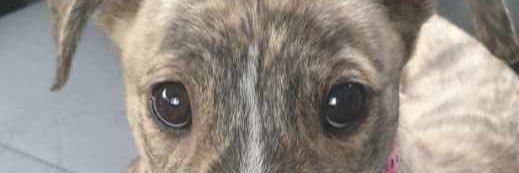 ingrid richardson banner