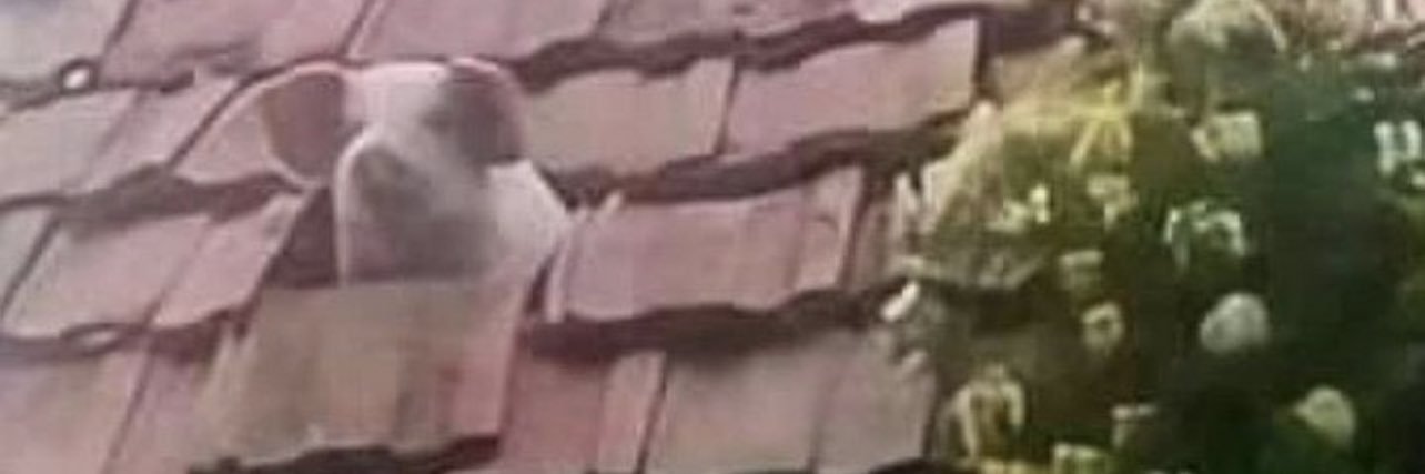 Gedor banner