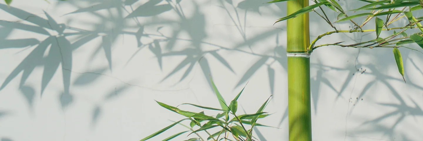 pear196's profile banner image