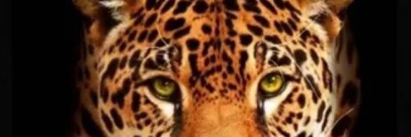 AdebrairBernar1's profile banner image