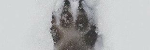 AKingIsJustAMan's profile banner image