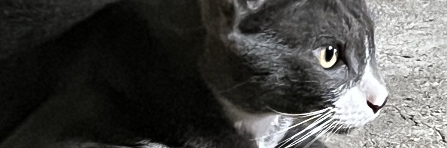 kimPandora's profile banner image