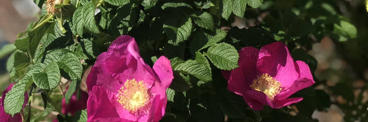 MsDesiraeMarie's profile banner image