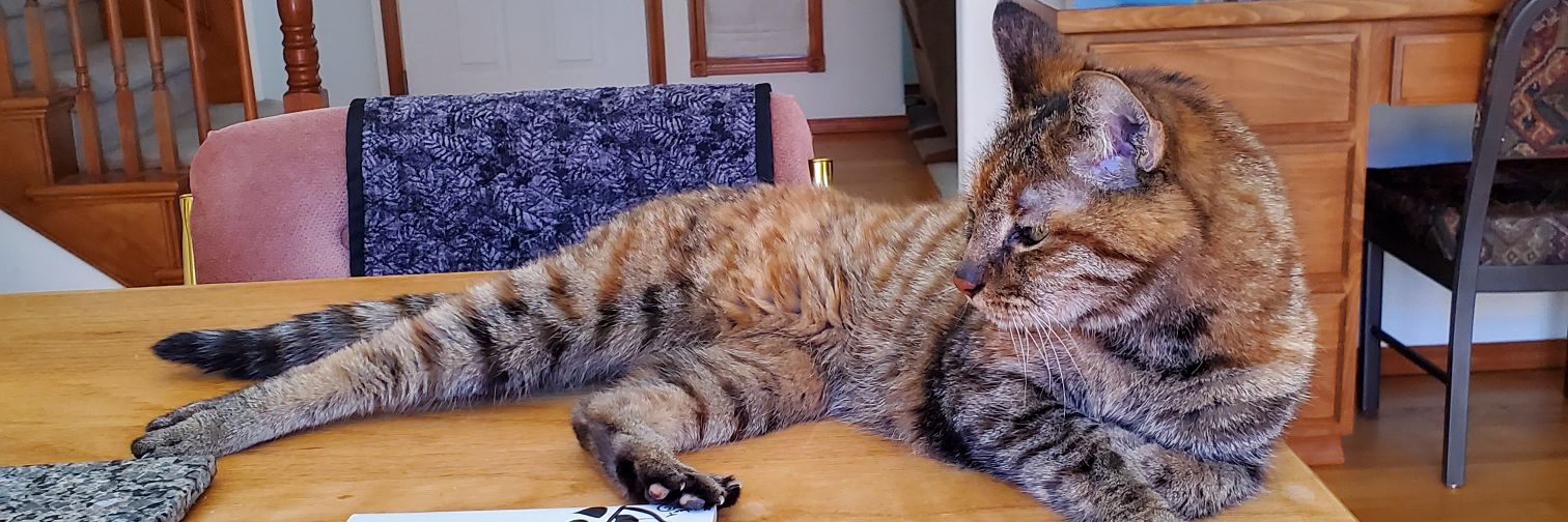 bmainecooncat's profile banner image