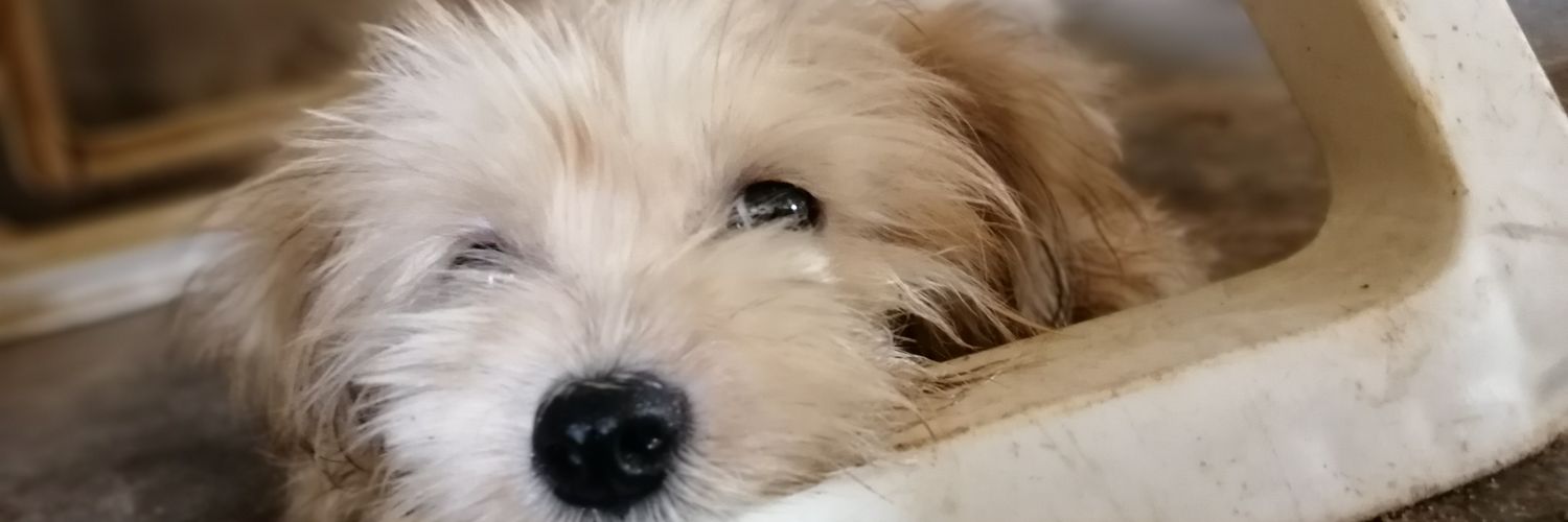 oyeronks's profile banner image