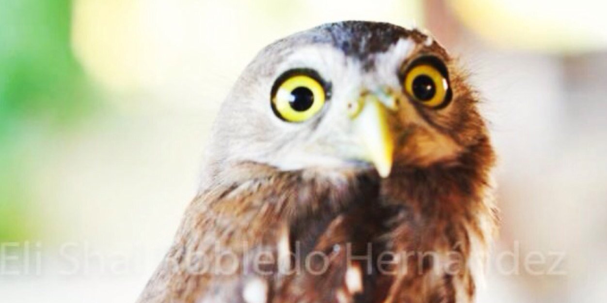robledo_eli's profile banner image