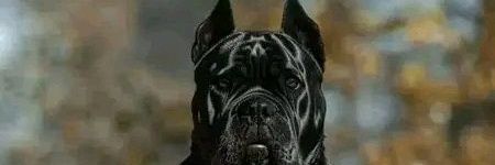 A_RhymiFX's profile banner image