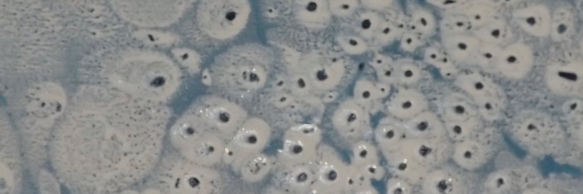 DavidaNava1's profile banner image