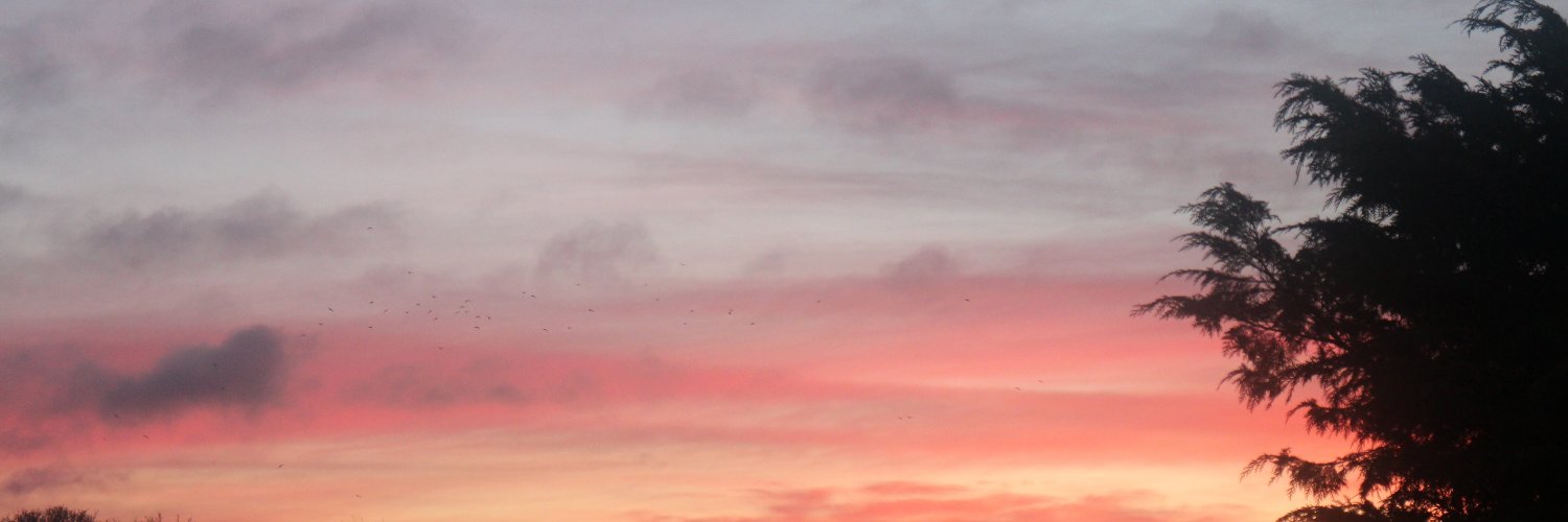 Lynne Sneddon banner