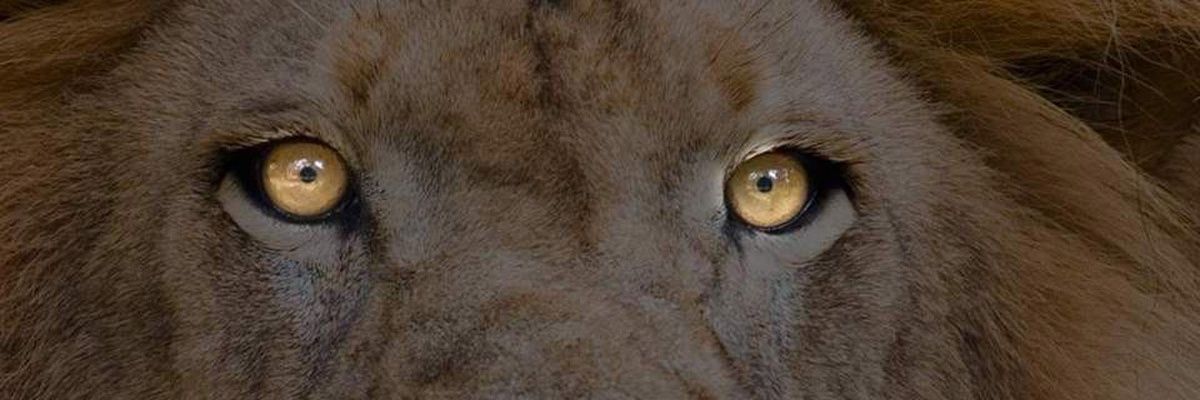 BrianSewsankar's profile banner image