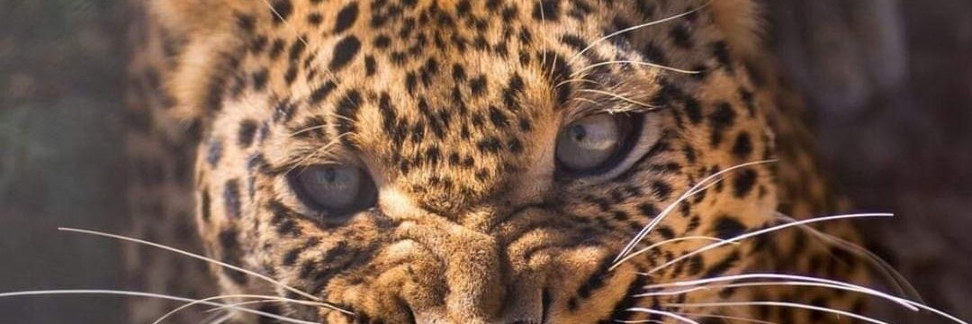 Amarnathv7's profile banner image