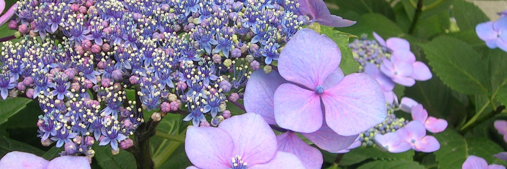 kiryuu（生流） banner