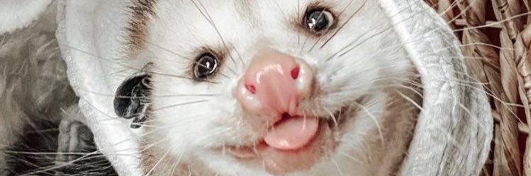 Mondmiezchen🌙 banner