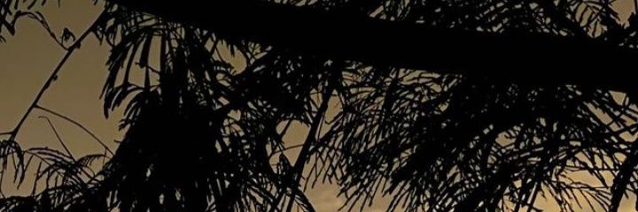 adasaya666's profile banner image