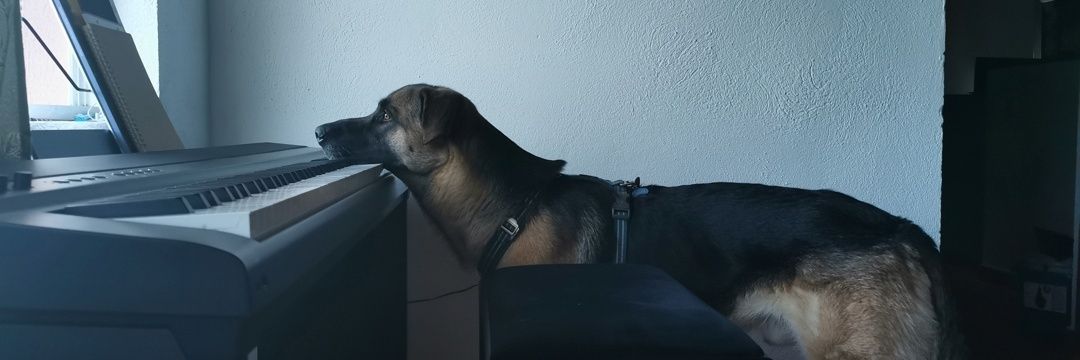 sistempal's profile banner image
