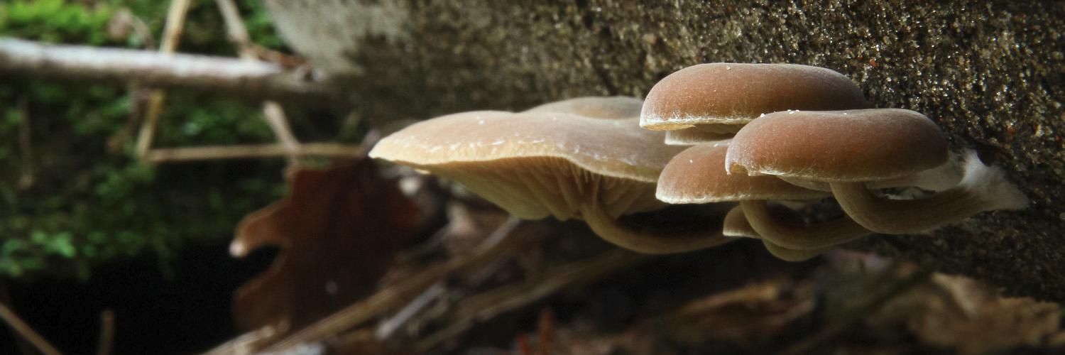 mycotoronto's profile banner image