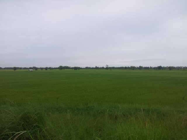 PICHED PUNGSRI banner